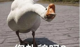 有网友爆料大鹅吗视频在线观看,大鹅奇观视频在线观看，引发网友热议！