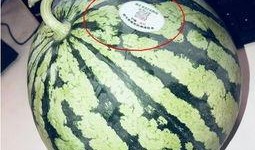 网红吃瓜和大咖